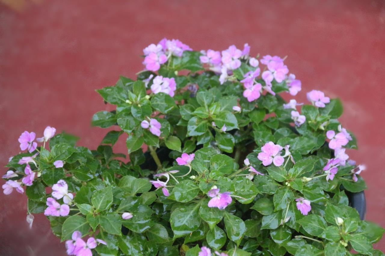 Apple Sara Home Stay Kandy Extérieur photo