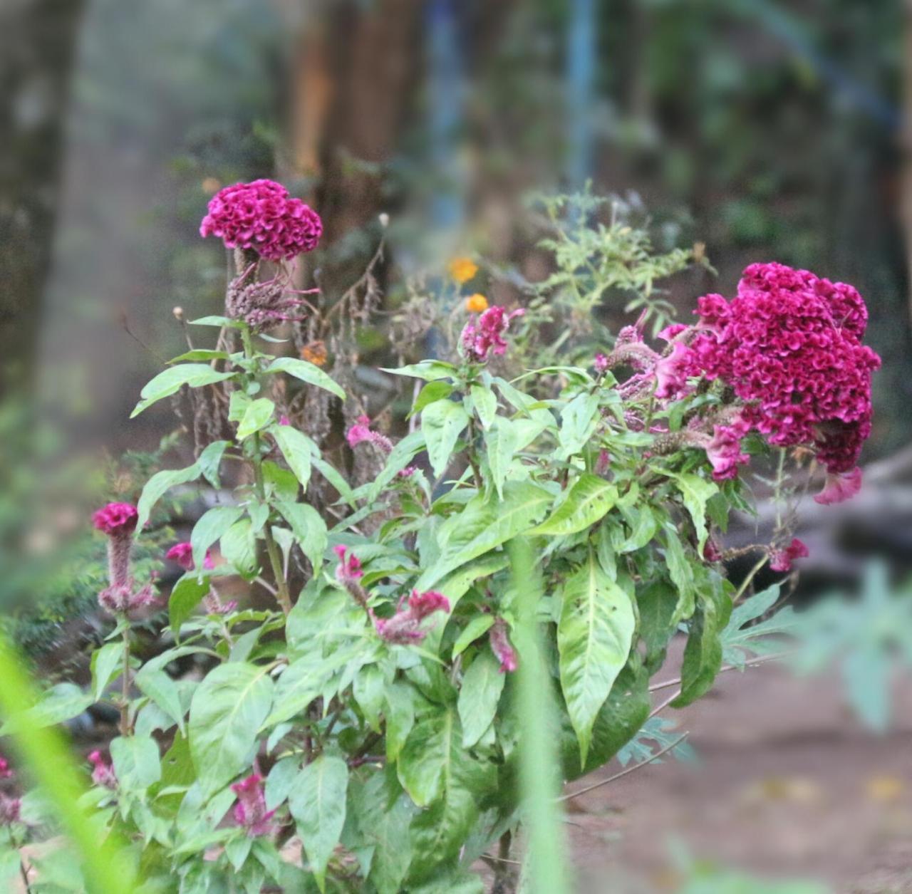 Apple Sara Home Stay Kandy Extérieur photo